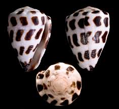 Hebrew Shell Earring